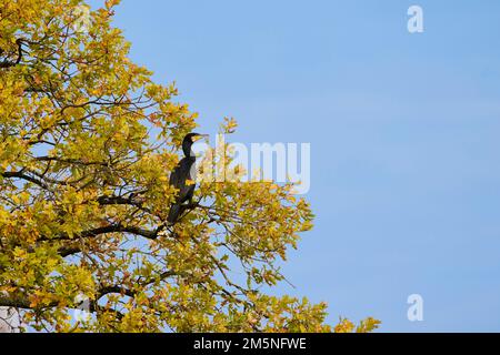 41059, Phalacrocorax carbo, Grand Cormoran Banque D'Images