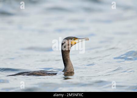 41059, Phalacrocorax carbo, Grand Cormoran Banque D'Images