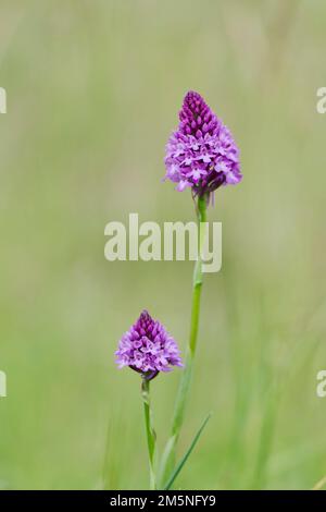 Anacamptis pyramidalis Pyramiden Hundswurz ,orchidée pyramidale, Banque D'Images