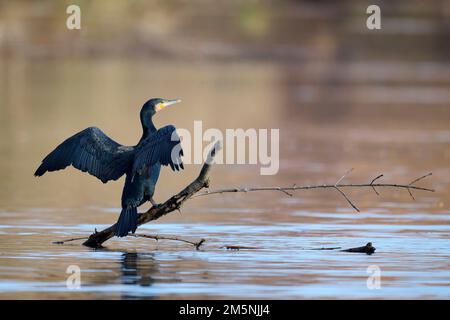 41059, Phalacrocorax carbo, Grand Cormoran Banque D'Images