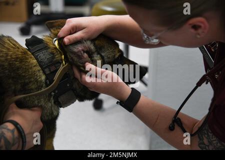 ÉTATS-UNIS Le CPT de l'Armée Haley Davis, officier responsable de la clinique vétérinaire de la base commune de Charleston, donne au chien de travail militaire du 628th Escadron des forces de sécurité UBI, un examen de santé et de bien-être à l'installation de traitement vétérinaire, JB Charleston, Caroline du Sud, 25 février 2022. UBI est un chien de patrouille à double usage et de détection d'explosifs. Banque D'Images