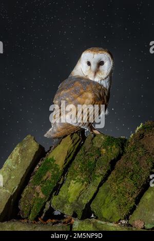 Hibou de la Grange européenne (Tyto Alba) en herbe longue avec beau rétroéclairage. Nuit nocturne chasse hibou blanc Banque D'Images