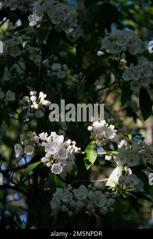 Le Laurier-montagne grandit dans la forêt de New York au printemps Banque D'Images