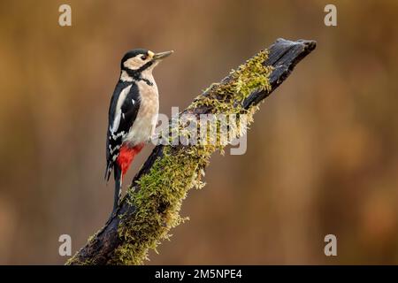Pic majeur, Dendrocopos major, montrant le plumage noir, blanc et rouge distinctif de cet oiseau des bois européen très répandu. Banque D'Images