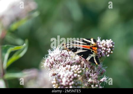 Papillon, tigre de jersey (Euplagia quadripunctaria) suçant le nectar sur l'agrimony de chanvre (Eupatorium cannabinum), ligne de puissance à Runway West, Ruesselsheim Banque D'Images