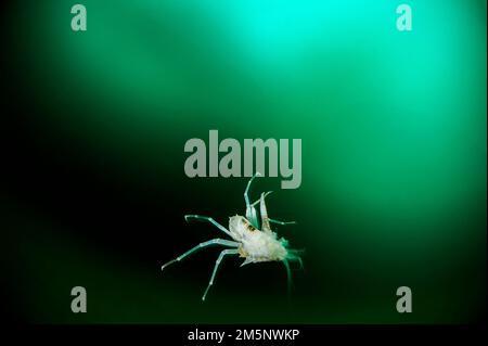 Acanthogammarus lapaceus sous-marin, lac Baikal, île d'Olkhon, parc national de Pribaikalsky, province d'Irkoutsk, Sibérie, Russie Banque D'Images