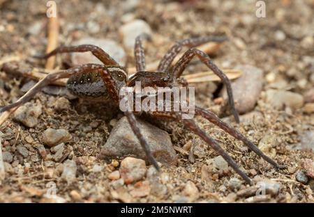 Jeune araignée de radeau, Dolomedes fimbriatus sur terre Banque D'Images