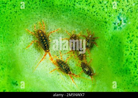 Brandtia parasitica sur l'éponge endémique (Lubomirskia baicalensis), le lac Baikal, l'île d'Olkhon, le parc national de Pribaikalsky, province d'Irkoutsk Banque D'Images