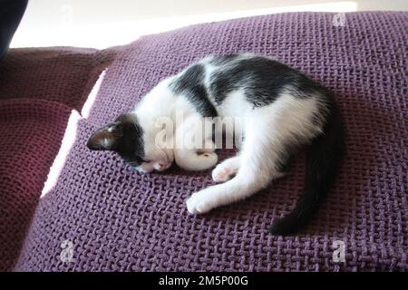 Chaton noir et blanc mignon couché sur le canapé se relaxant à l'intérieur, Royaume-Uni Banque D'Images