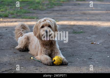 Chien avec labradoodle jaune (Mini Goldendoodle), race mixte de Golden Retriever et miniature Poodle, Allemagne Banque D'Images