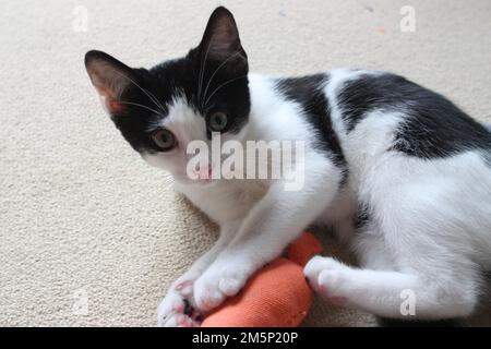 Chaton jouant à l'intérieur. Shorthair britannique. Fourrure noire et blanche Banque D'Images