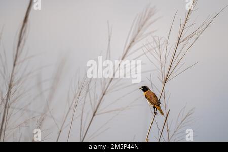 Un mannequin de Chestnut-Breasted perché sur une tête de semence d'herbe dans un champ ouvert à la réserve naturelle de Cattana Wetlands à Cairns, Queensland en Australie. Banque D'Images