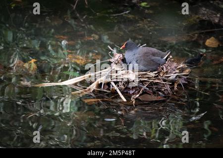 Une moorhen et un poussin adultes au crépuscule présentant des comportements de nidification dans le sanctuaire d'oiseaux et de nature de Macintosh Park à Surfers Paradise, Queensland, Australie. Banque D'Images
