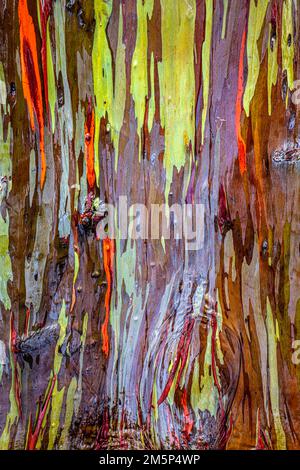 EUCALYPTUS ARC-EN-CIEL KEAHUA ARBORETUM KAPAA KAUAI HAWAII USA Banque D'Images