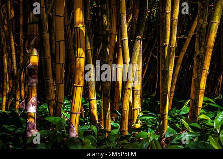 JARDINS ALLERTON ET MCBRYDE JARDIN BOTANIQUE TROPICAL NATIONAL KOLOA KAUAI HAWAII ÉTATS-UNIS Banque D'Images