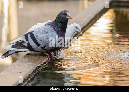 Une belle photo de Pigeons (Columba livia domestica), eau potable d'un étang en béton Banque D'Images