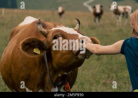 Une vache suisse léchant la main d'une fille dans un champ d'herbe. Banque D'Images