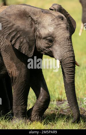 Femelle éléphant d'Afrique avec son veau, réserve naturelle privée de Timbavati, Parc national Kruger, Afrique du Sud Banque D'Images