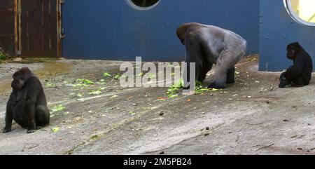 Mâle femelle et jeune femelle Western Lowland Gorillas Gorilla gorilla gorilla Cabarceno Parc naturel Penagos Cantabria Espagne Banque D'Images