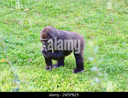 Un mâle des basses terres de l'Ouest Gorilla gorilla gorilla mangeant dans le parc naturel de Cabarceno Penagos Cantabria Espagne Banque D'Images