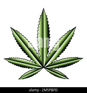 Illustration de la feuille de cannabis vert gravée sur un fond blanc Banque D'Images