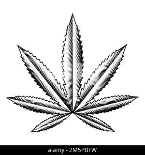 Illustration de la feuille de cannabis gravée sur un fond blanc Banque D'Images
