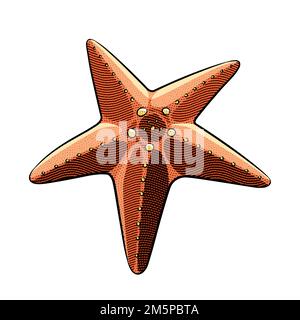 Illustration d'un tableau rouge gravé Starfish sur fond blanc Banque D'Images