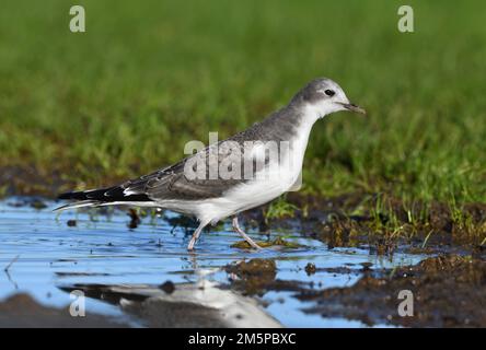 Gull de Sabine - Xema sabini Banque D'Images