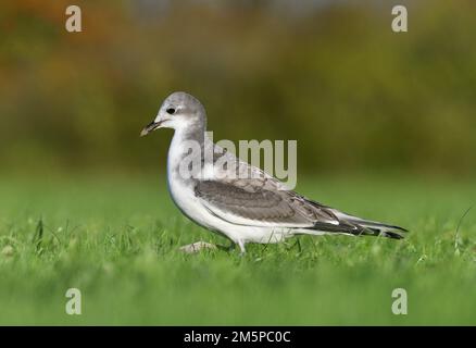 Gull de Sabine - Xema sabini Banque D'Images