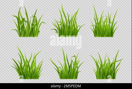 Ensemble réaliste de patchs de gazon vert png isolé sur fond transparent. Illustration vectorielle d'une plante basse avec des feuilles étroites qui poussent dans le jardin. Il Illustration de Vecteur