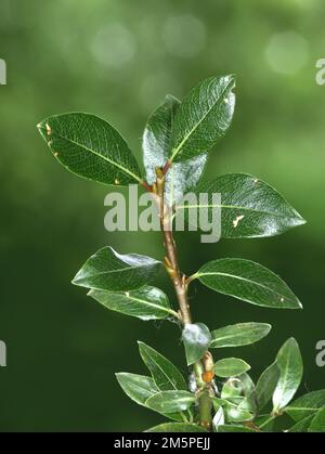 Saule Ã feuilles de thé - Salix phylicifolia Banque D'Images