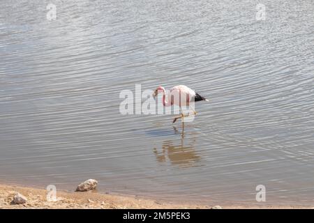 Pink Flamingo boire dans la rivière Putana près de Tatio geysers dans le désert d'Atacama au Chili Banque D'Images