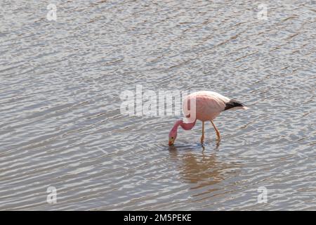 Pink Flamingo boire dans la rivière Putana près de Tatio geysers dans le désert d'Atacama au Chili Banque D'Images