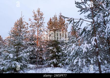 Gestion de jeunes forêts mixtes avec le pin écossais et l'épinette de Norvège lors d'une soirée d'hiver en Estonie, en Europe du Nord Banque D'Images