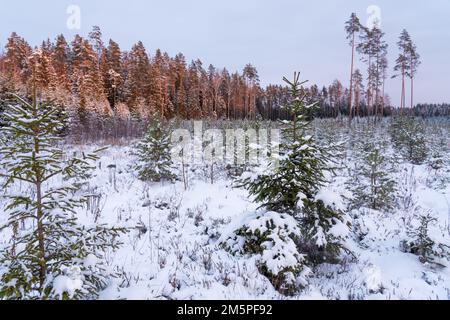 Géré de jeunes forêts de conifères avec du pin écossais et de l'épinette de Norvège et quelques arbres de graines en arrière-plan lors d'une soirée d'hiver en Estonie Banque D'Images