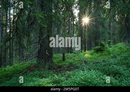 Une ancienne forêt de taïga estivale à Närängänvaara près de Kuusamo, dans le nord de la Finlande Banque D'Images