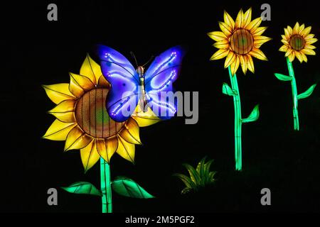 Un papillon lumineux et des tournesols lors de l'événement nocturne à couper le souffle de GloWild au zoo de Kansas City Banque D'Images