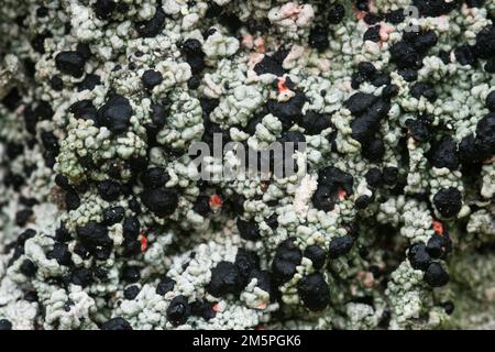 Une macro de Mycoblastus sanguinarius qui pousse sur un vieil arbre de bouleau dans une ancienne forêt en Estonie, en Europe du Nord Banque D'Images