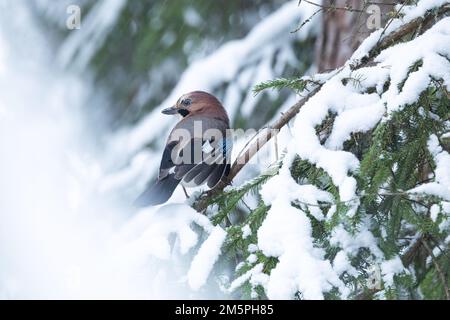 Jay eurasien curieux et vigilant perché dans une forêt boréale enneigée pendant une journée d'hiver en Estonie, en Europe du Nord Banque D'Images