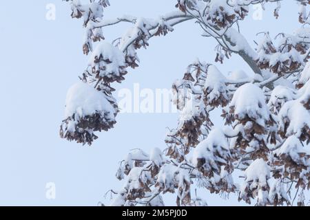 Sec les graines de frêne communes, qui sont le type de fruit connu sous le nom de samara, lors d'une journée de wintry en Estonie, en Europe du Nord Banque D'Images