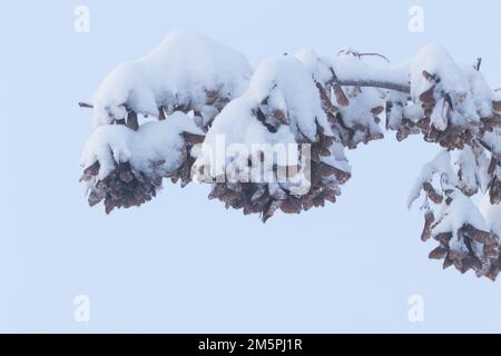 Sec les graines de frêne communes, qui sont le type de fruit connu sous le nom de samara, lors d'une journée de wintry en Estonie, en Europe du Nord Banque D'Images