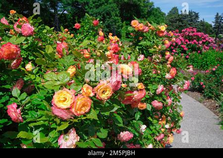 Jardins botaniques royaux de Hamilton, Canada avec de grandes rosiers en fleur Banque D'Images