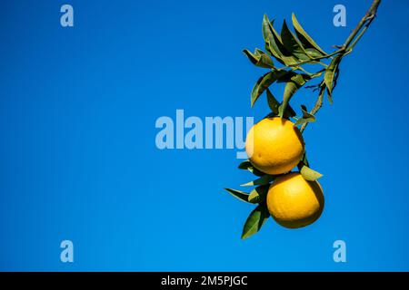 Deux oranges mûres fraîches et juteuses accrochées sur une branche d'arbre sur fond ciel bleu clair dans une ferme d'agrumes par temps ensoleillé. Photo de la nature en gros plan Banque D'Images