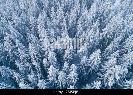 Une antenne d'une forêt d'épinette givrée et enneigée lors d'une journée d'hiver froide en Estonie, en Europe du Nord Banque D'Images