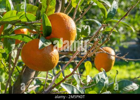 Fruits mandarins le jour du soleil, gros plan. Soleil réfléchissant brillant sur la surface des fruits. Fond de nourriture naturelle avec espace de copie. Photo de vitamines juteuses Banque D'Images