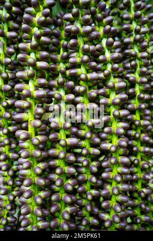 Mayang Tree fruit, Mayang pinang, Arenga pinnat, sont utilisés pour produire des Sopi. Papier peint texturé effet naturel Banque D'Images