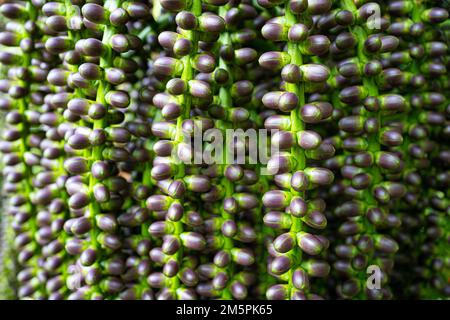 Mayang Tree fruit, Mayang pinang, Arenga pinnat, sont utilisés pour produire des Sopi. Papier peint texturé effet naturel Banque D'Images