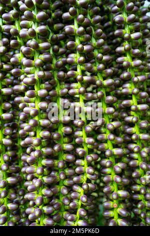 Mayang Tree fruit, Mayang pinang, Arenga pinnat, sont utilisés pour produire des Sopi. Papier peint texturé effet naturel Banque D'Images