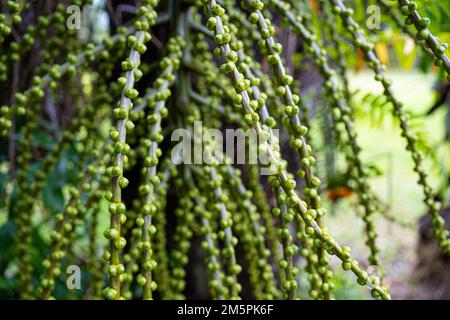 Mayang Tree fruit, Mayang pinang, Arenga pinnat, sont utilisés pour produire des Sopi. Papier peint texturé effet naturel Banque D'Images