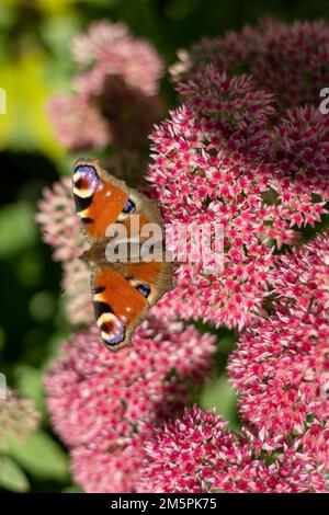 Un papillon de paon mange sur une fleur rose de Sedum - chou de lièvre. Un parterre de fleurs pollinisation par les insectes. Les papillons volent. Nature ensoleillé jour. Insecte. Ailes de papillon. Plante verte en gros plan. Banque D'Images